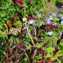 Lobelia cardinalis 'Queen Victoria'